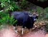Whistling Woods Resort Amboli