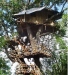 Wild Canopy Reserve
